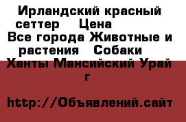 Ирландский красный сеттер. › Цена ­ 30 000 - Все города Животные и растения » Собаки   . Ханты-Мансийский,Урай г.